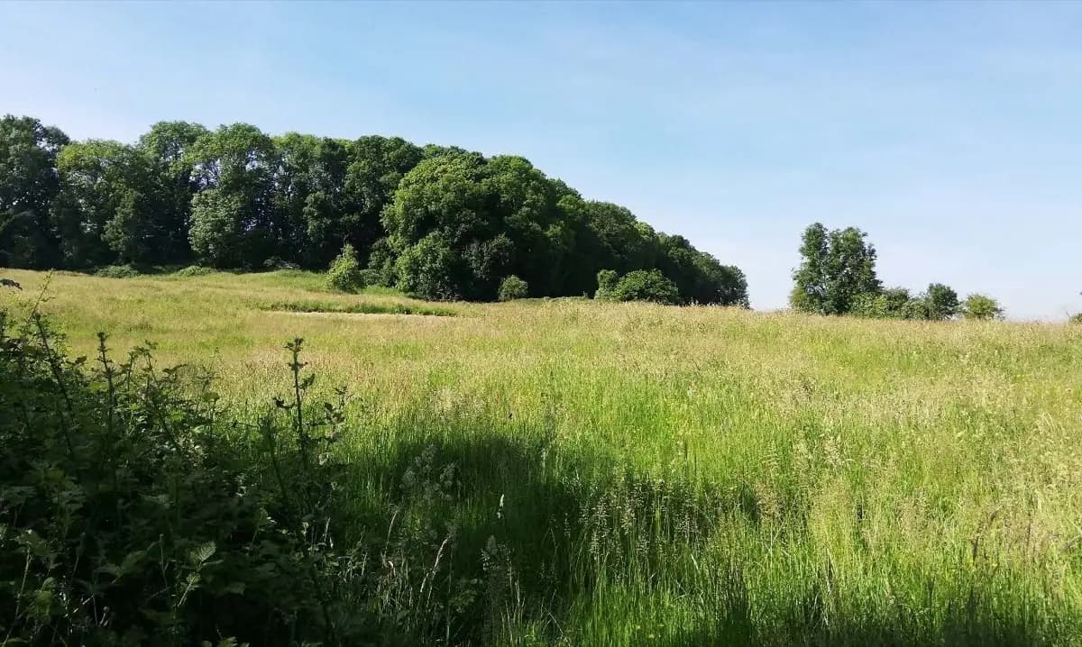 Le Bois des Quatre Rivières : un projet Bas-Carbone qui allie biodiversité et crédits