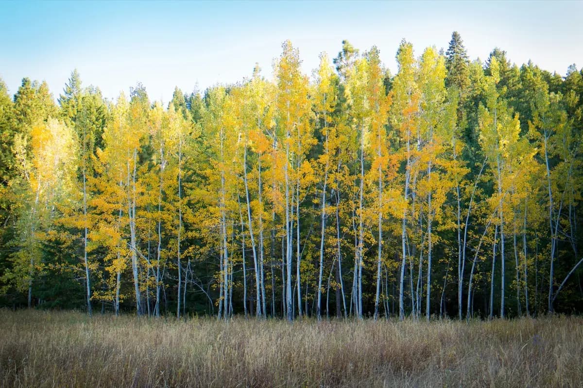 Pourquoi diversifier les essences dans les projets forestiers Bas-Carbone ?