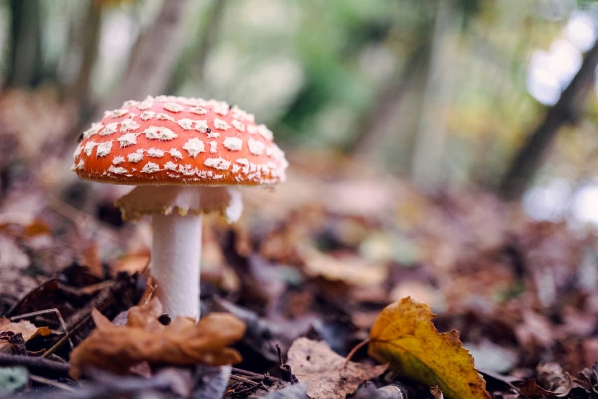 Quelle est l’importance des labels dans la gestion durable des forêts ?