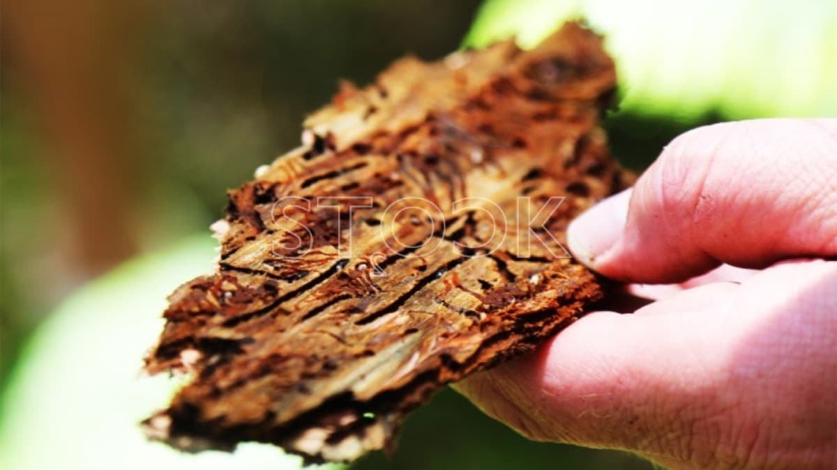 Scolytes : petits insectes, gros dégâts