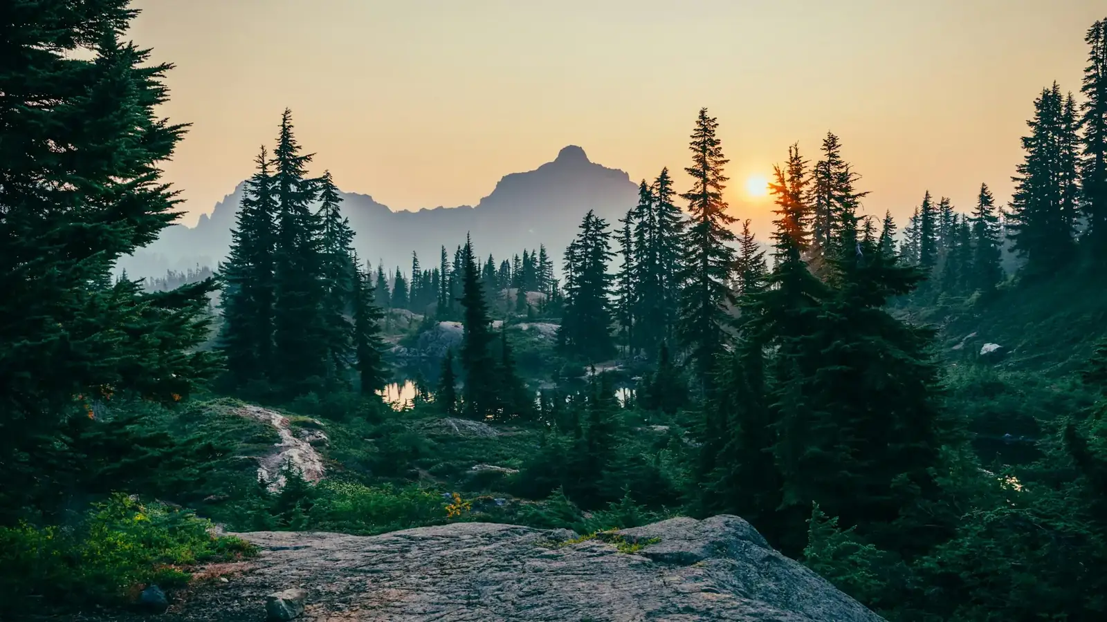 Forêt française — paysage de reboisement