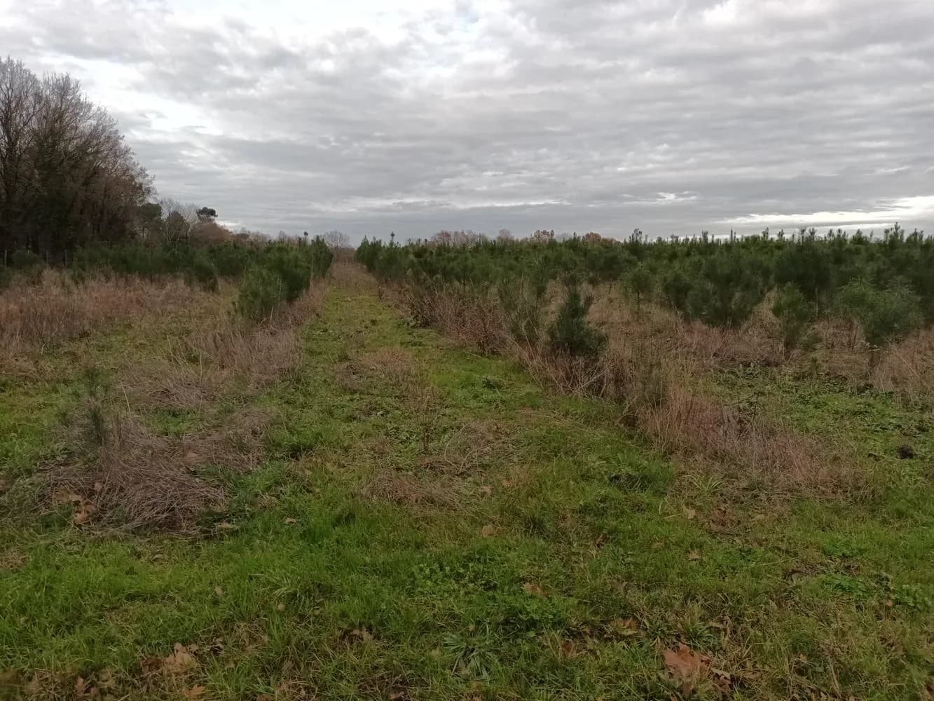 Le bois de la Corne de Cerf