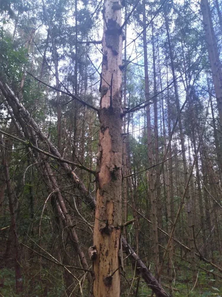 Le bois de la Dame