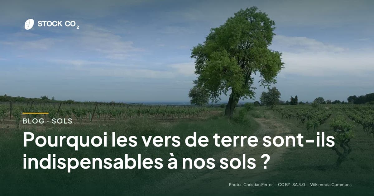Pourquoi les vers de terre sont-ils indispensables à nos sols ?